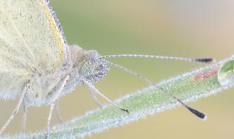 Zu Gewinnen: Fotoworkshop mit Makrofotografin Stephanie Olitzsch