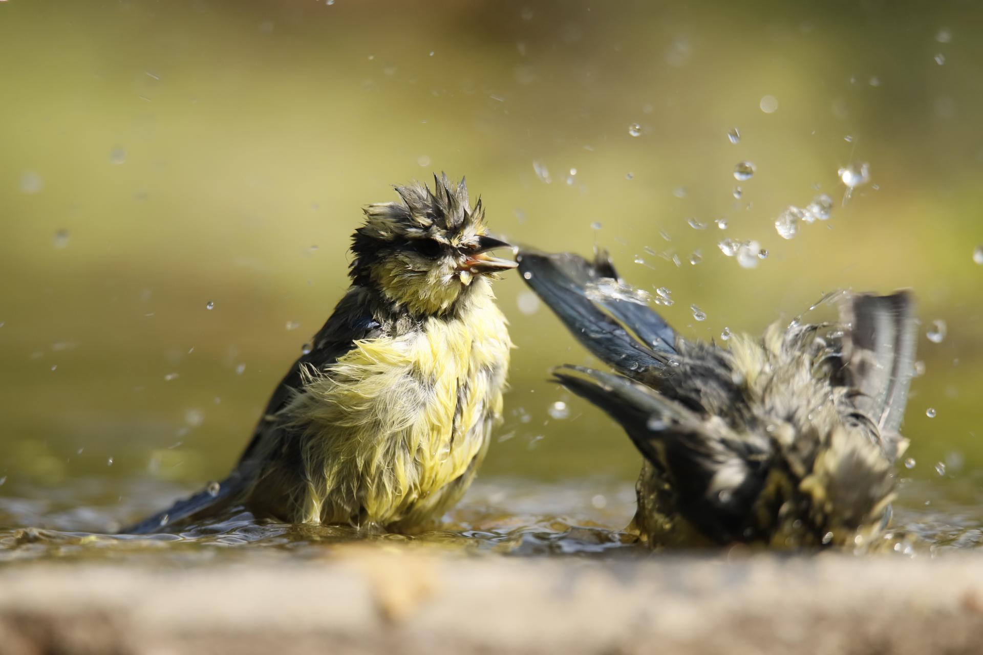 Meisen Beim Baden Digitalphoto