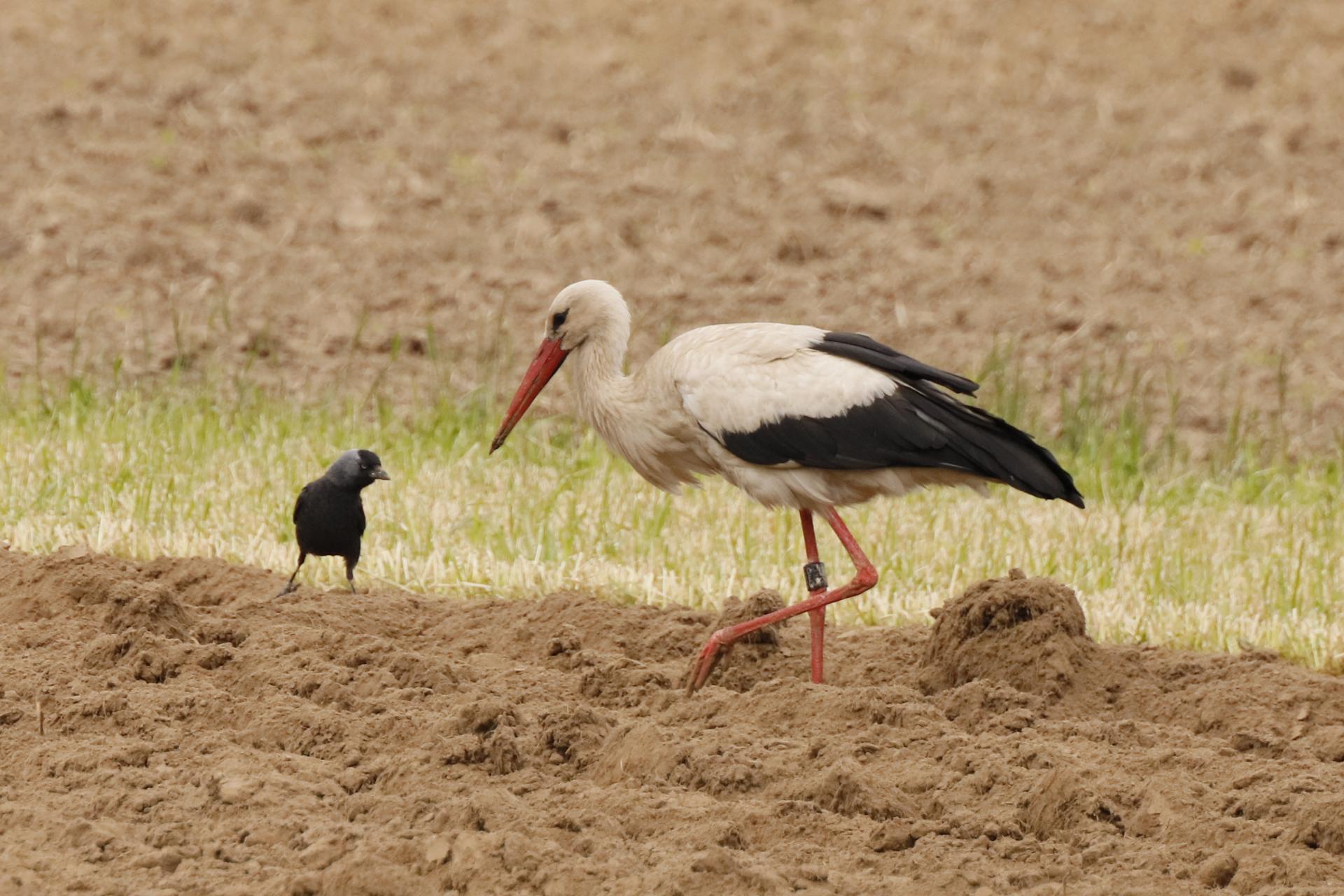 Storch Und Dohle Digitalphoto