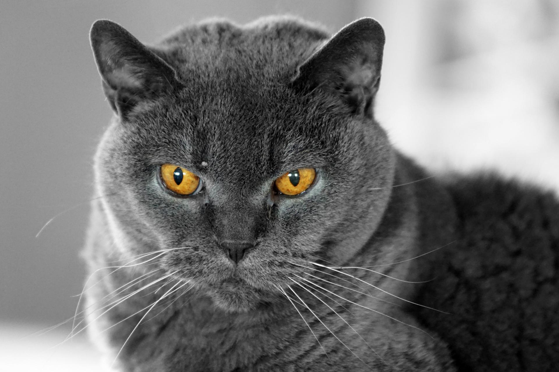 Katzenaugen | DigitalPHOTO