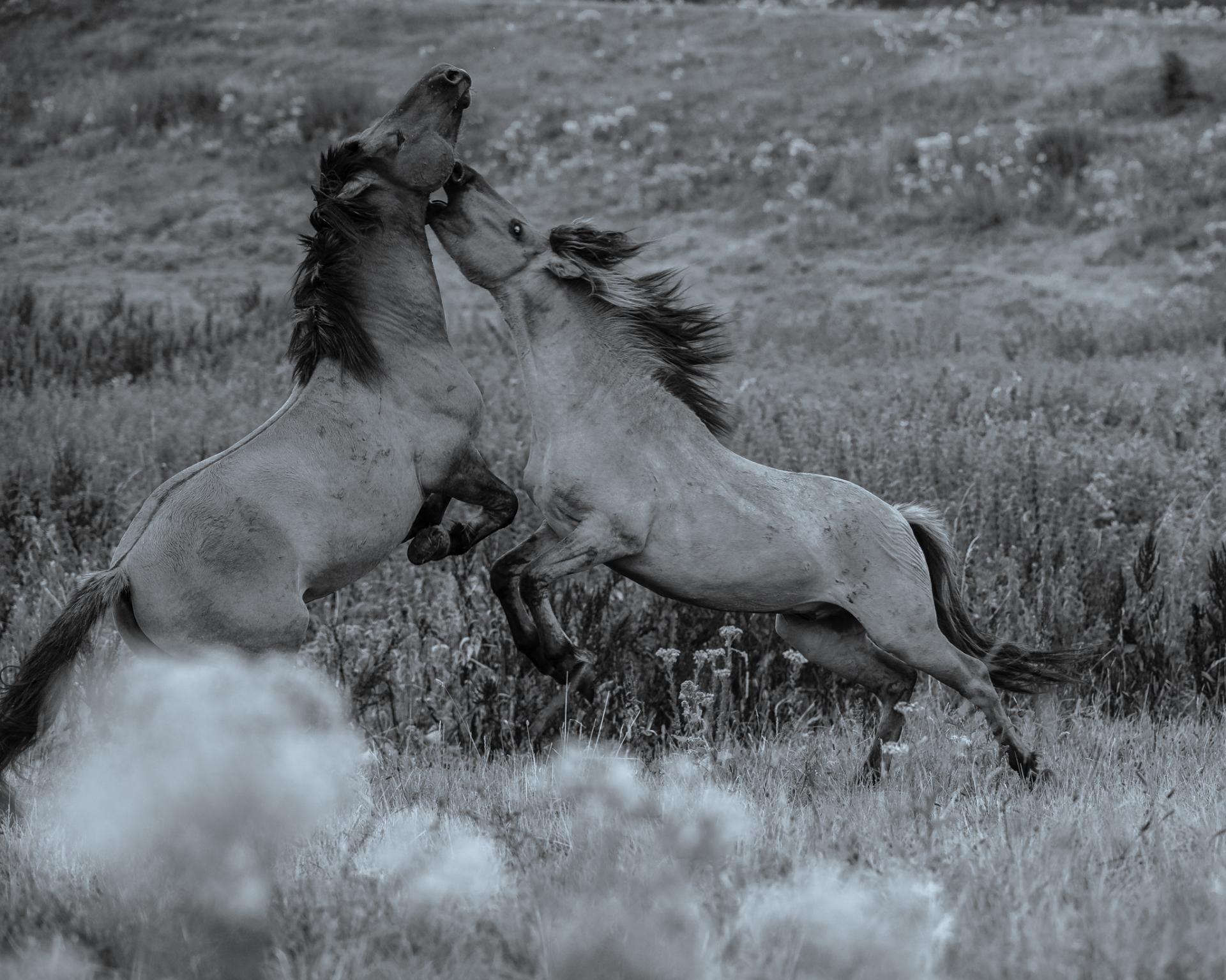 Der Kampf DigitalPHOTO