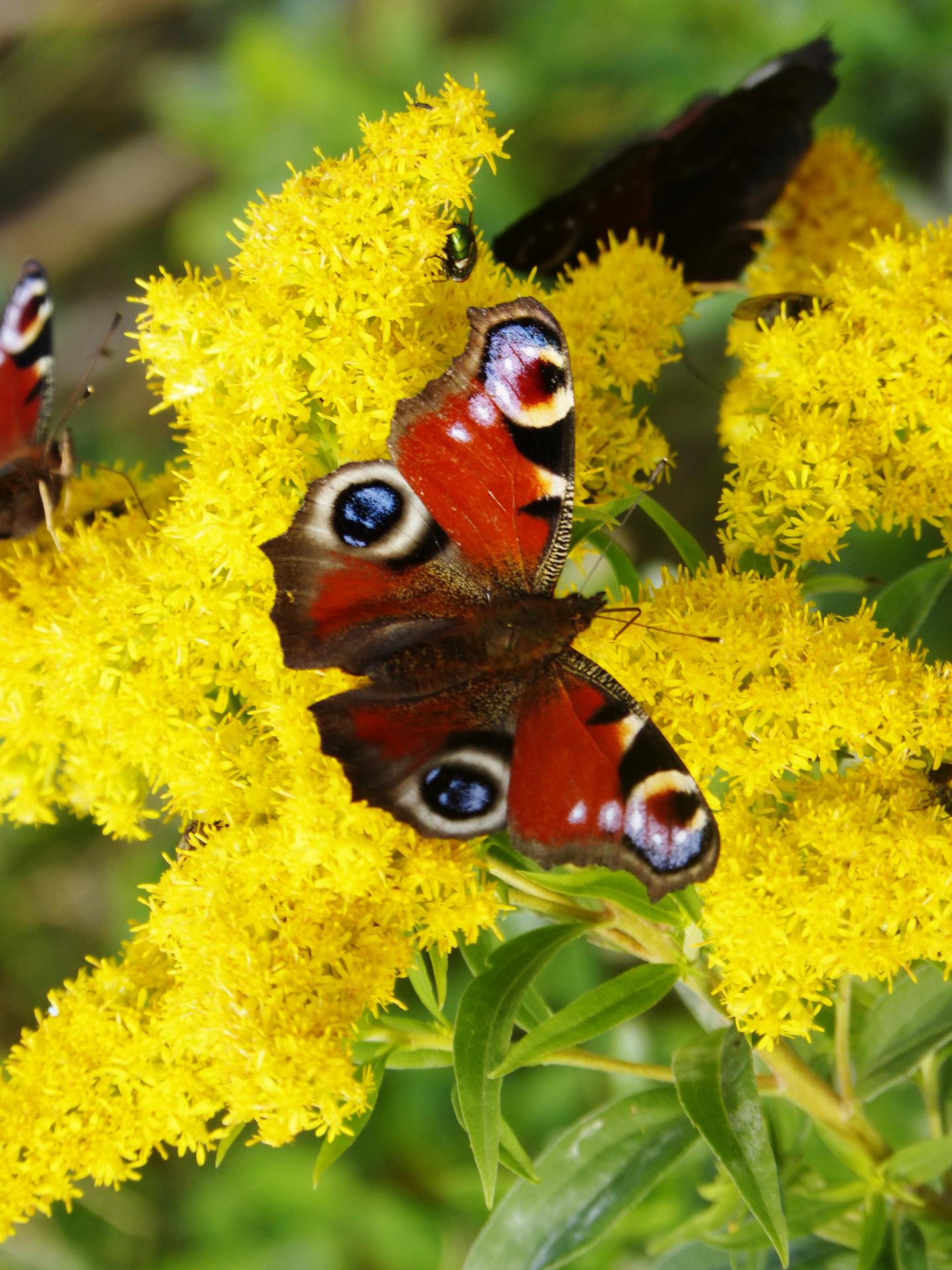 Schmetterling im Sommer | DigitalPHOTO