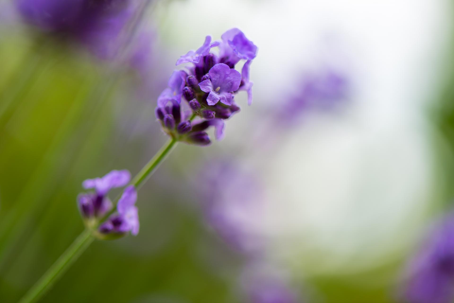 Lavendel im Garten | DigitalPHOTO