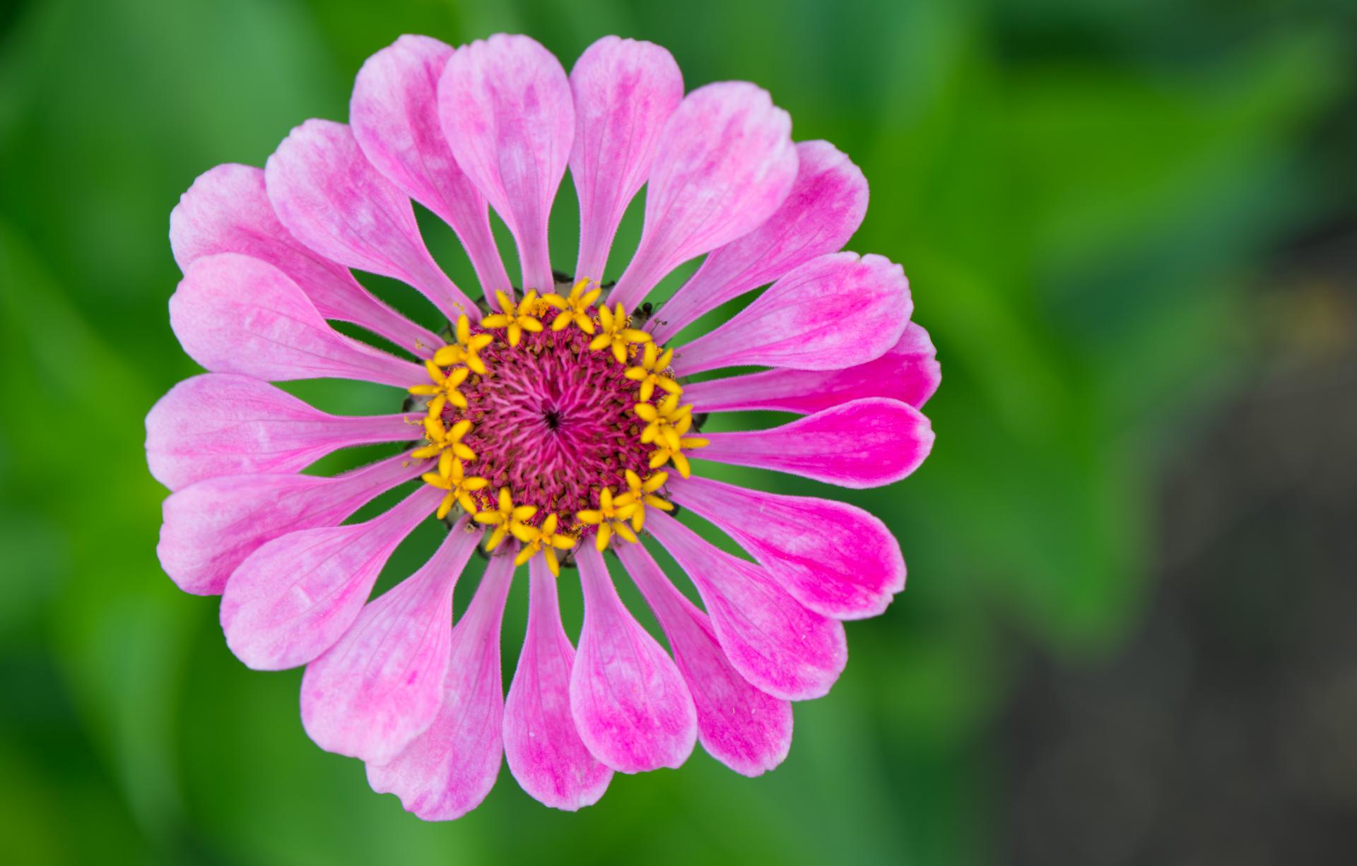 Blume in pink | DigitalPHOTO
