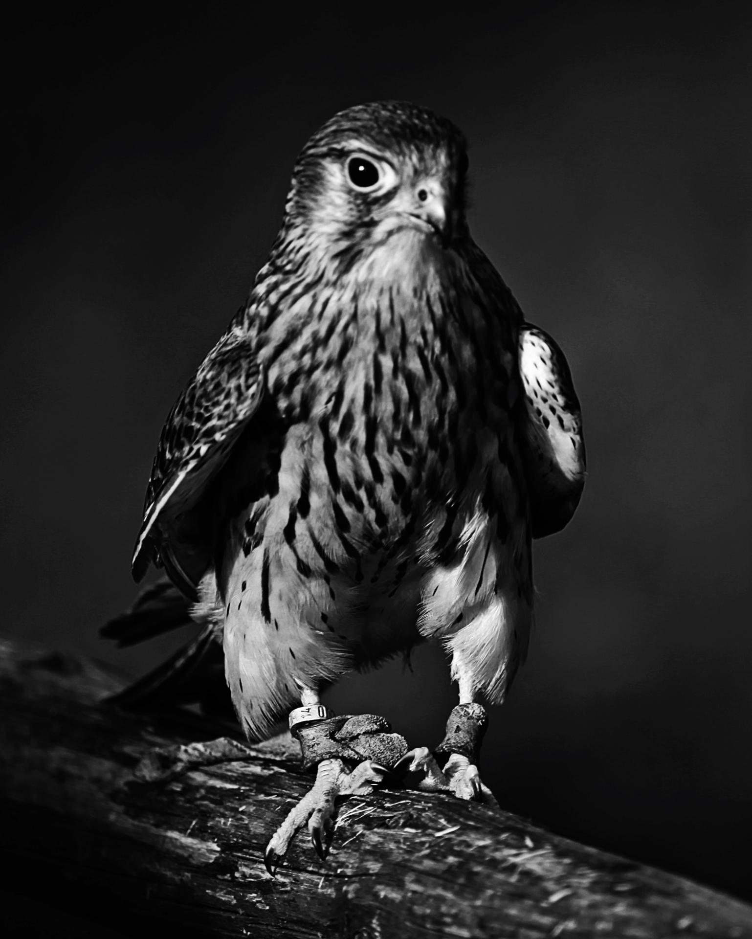 Falke | DigitalPHOTO