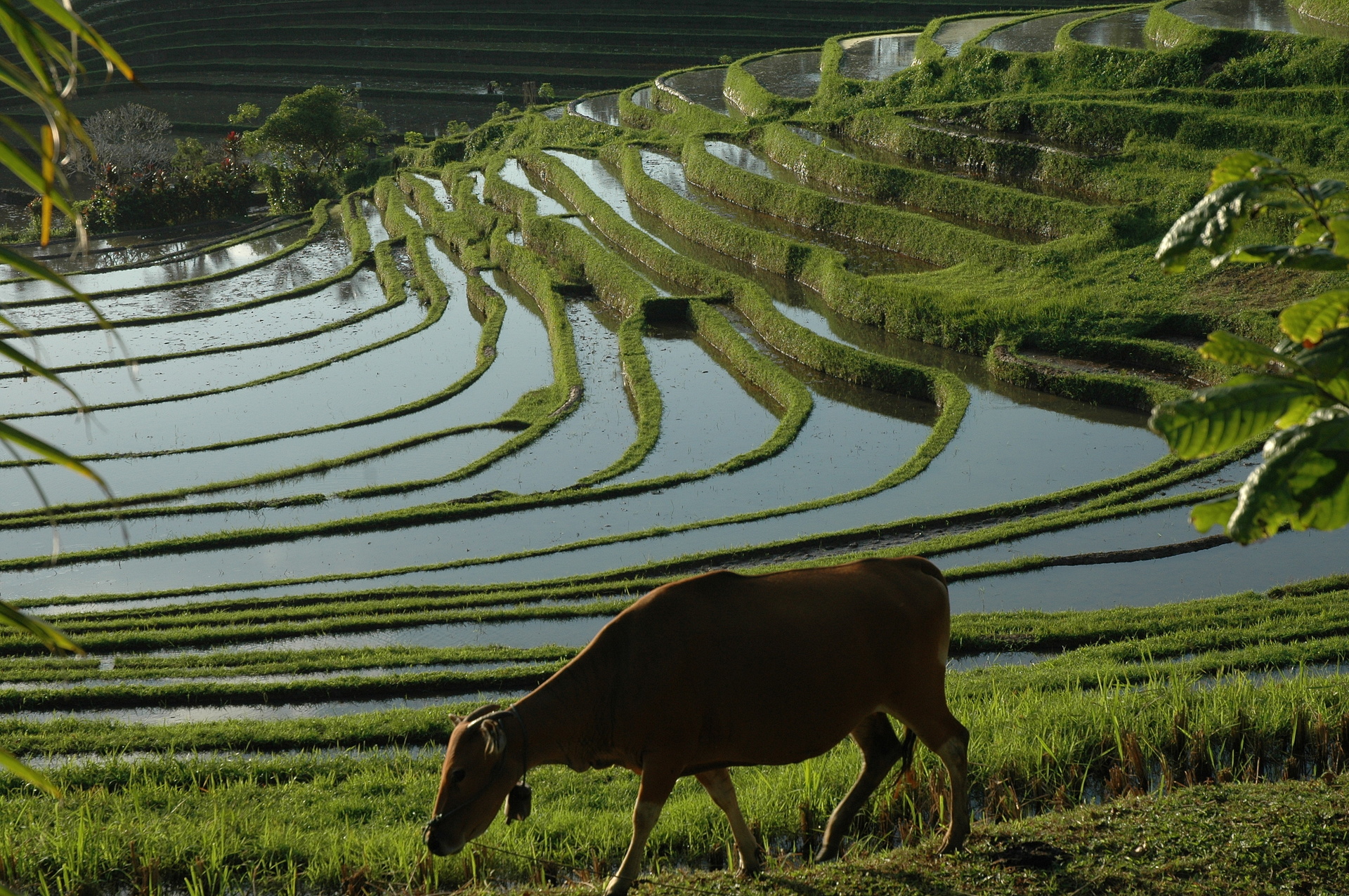  Reisfelder  in Bali  DigitalPHOTO