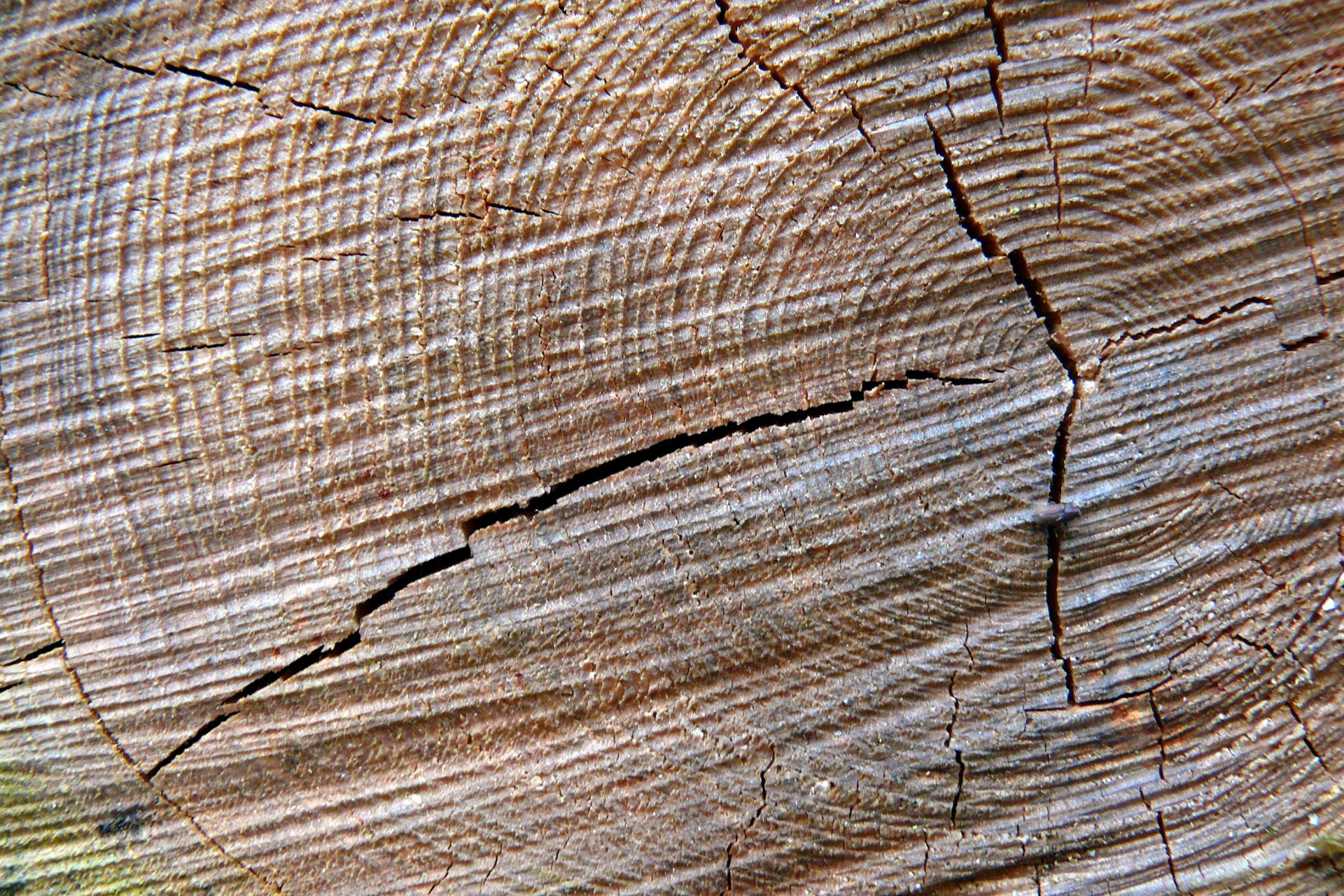 Bank Baum Bank Baum