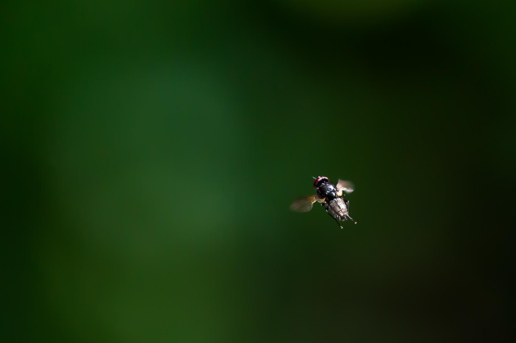 Stubenfliege bilder die puck KuhlpeppersSchulgarten: Unsere