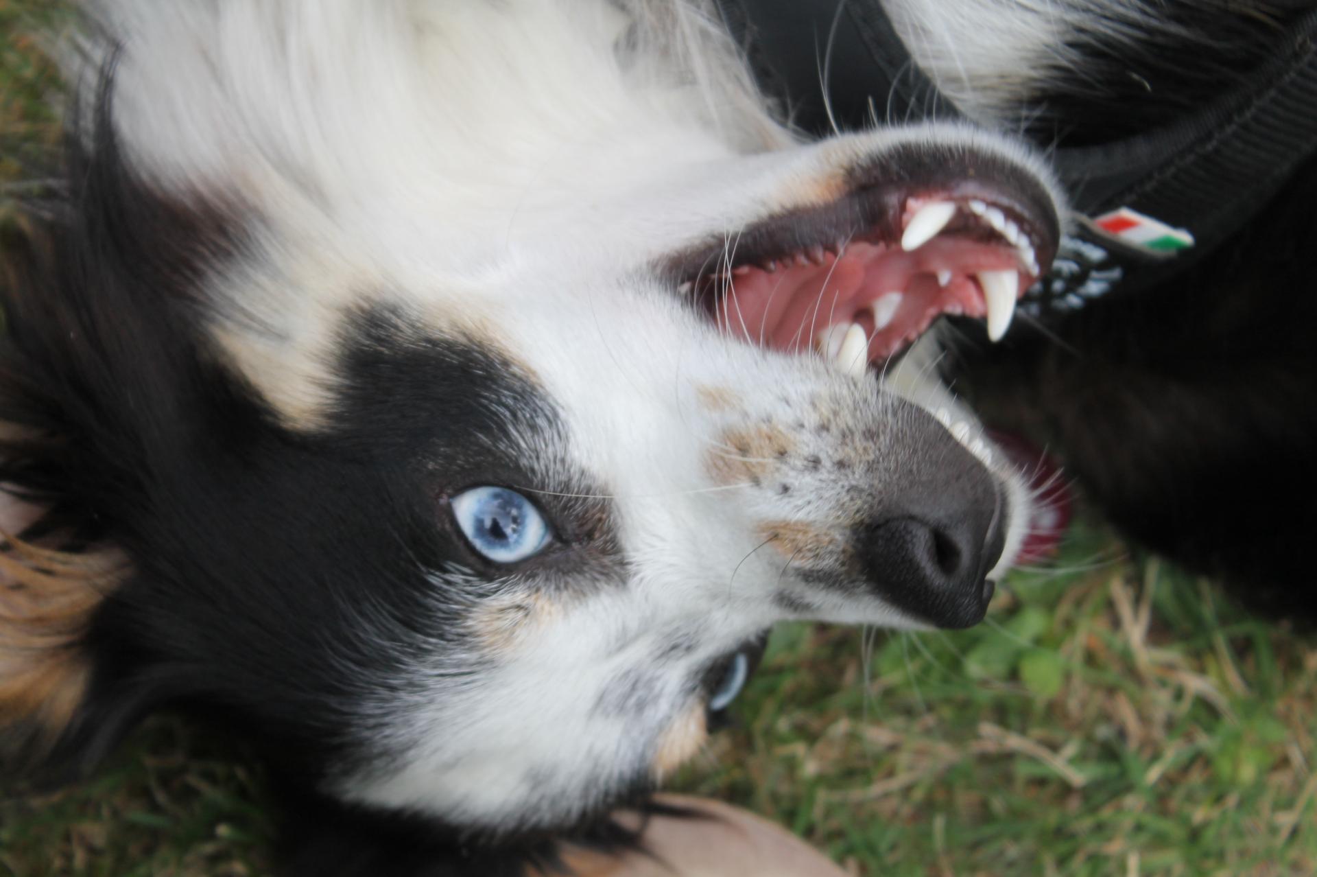 Hund von oben beim "Lachen" DigitalPHOTO