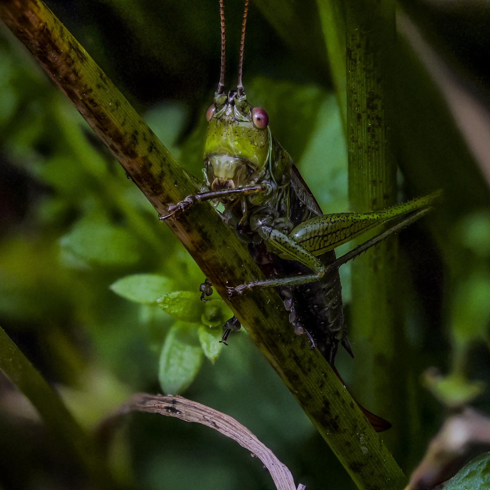 Heuschrecke | DigitalPHOTO