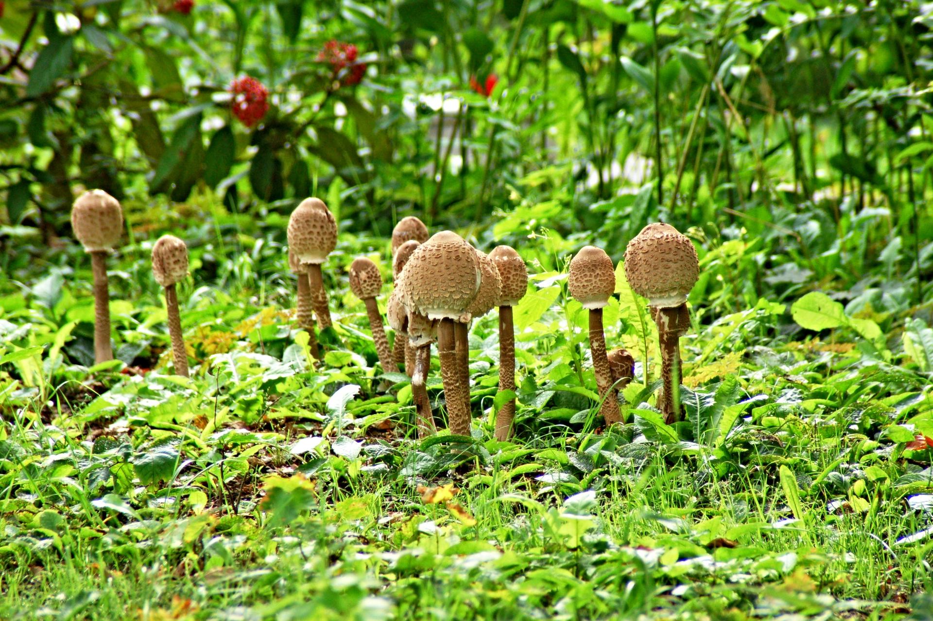 Pilze im Wald DigitalPHOTO