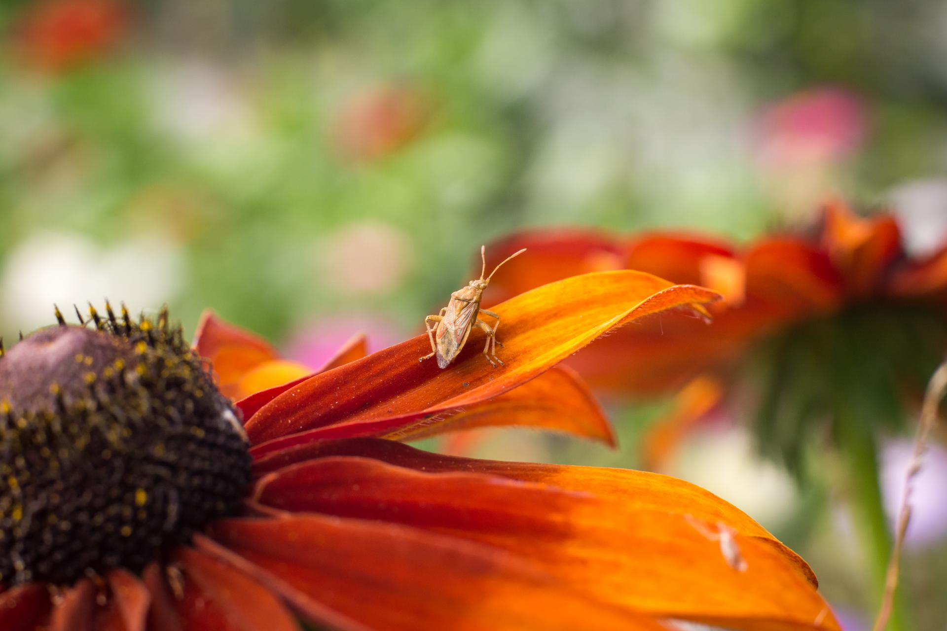 Auf der Mauer, auf der Lauer, sitzt ne kleine Wanze DigitalPHOTO