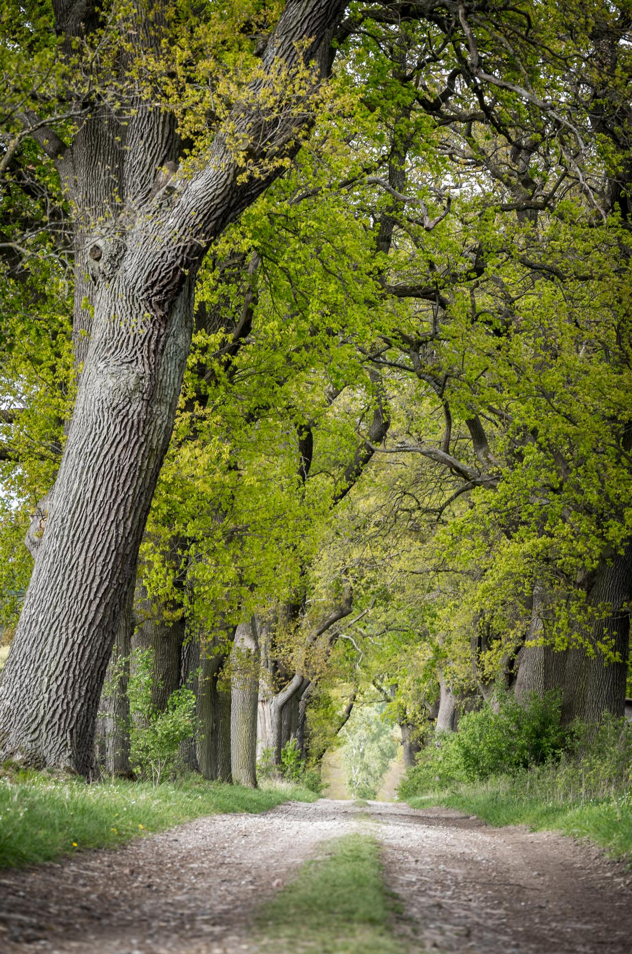 Es grünt in der alten Eichenallee | DigitalPHOTO