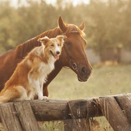 Fotograf des Jahres 2018 Haus- und Hoftiere