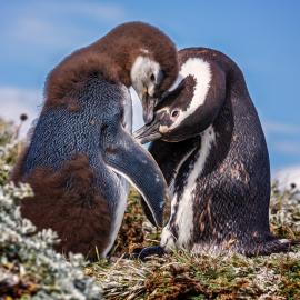 Fotograf des Jahres 2022 Wildlife