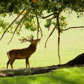 Fotograf des Jahres 2012 Wilde Tiere