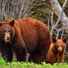 Fotograf des Jahres 2013 Wildlife