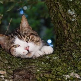 Fotograf des Jahres 2017 Haus- und Hoftiere