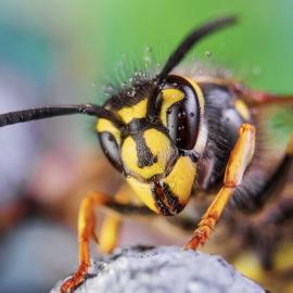 Fotograf des Jahres 2019 Makro