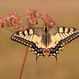 Fotograf des Jahres 2020 Makro