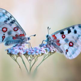 Fotograf des Jahres 2024 Makro