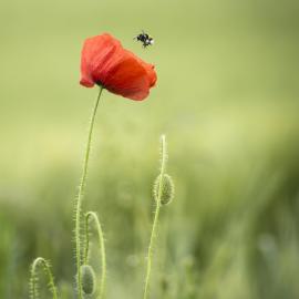 Fotograf des Jahres 2016 Makro