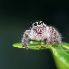 Fotograf des Jahres 2025 Makro