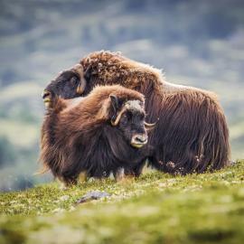 Fotograf des Jahres 2016 Wildlife