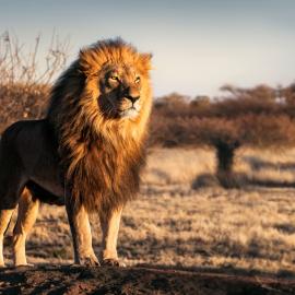 Fotograf des Jahres 2019 Wilde Tiere