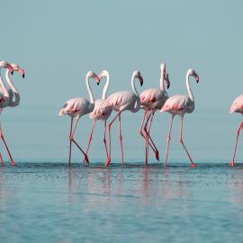 Fotograf des Jahres 2025 Wildlife