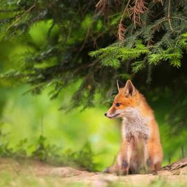 Fotograf des Jahres 2020 Wildlife