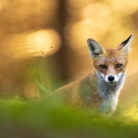 Fotograf des Jahres 2023 Wildlife