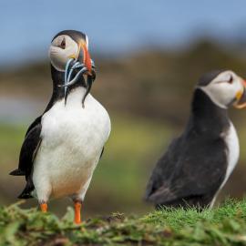 Fotograf des Jahres 2021 Wildlife