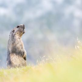 Fotograf des Jahres 2024 Wildlife