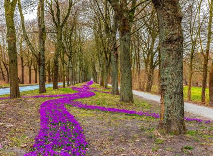 Allee der Krokusse