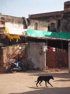Schwarzer Hund in Jaipur