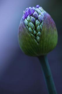 Allium perfectum