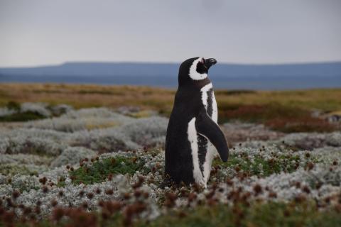 DSC 5590 Magellanpinguin