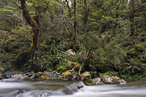 Routeburn Track