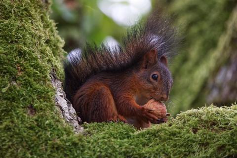 Eichhörnchen 