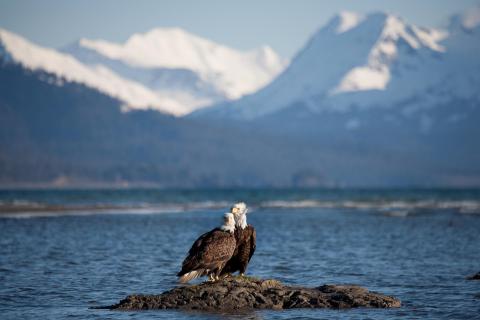 Seeadler