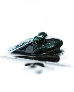 Teichfrosch