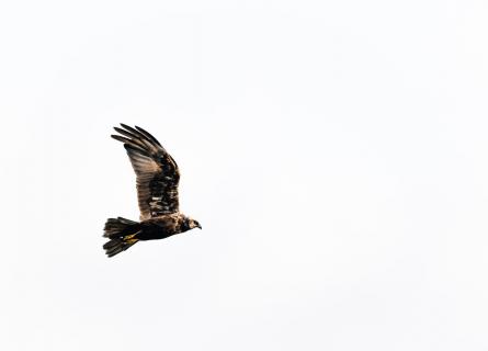 Greifvogel im Anflug