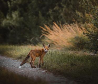 Fuchs auf Wanderung