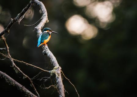 Eisvogel am Ansitz