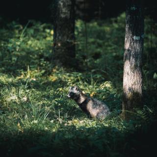 Der Dieb im Wald