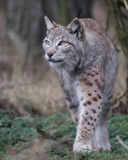 Luchs 