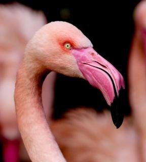 Flamingo Portrait