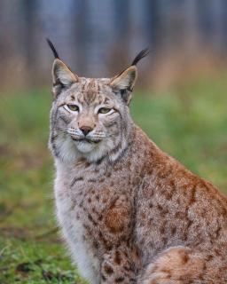 Luchs