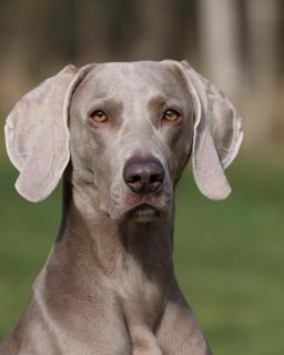 Weimaraner Hündin